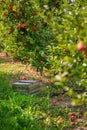 Picture of a Ripe Apples in Orchard ready for harvesting Royalty Free Stock Photo