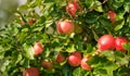 Picture of a Ripe Apples in Orchard ready for harvesting Royalty Free Stock Photo