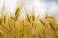 Picture on the riped wheat filed Royalty Free Stock Photo
