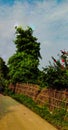 This picture is of a road which has many flowering trees