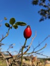 Rose hip fruit on blue sky Royalty Free Stock Photo