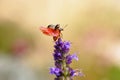 Rosemary beetle takes off from an Agastache flower