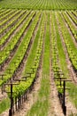 Rows of vines at a vineyard in Sonoma California Royalty Free Stock Photo