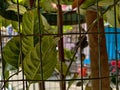 Picture of rusty old iron grille ,green leaves in background Royalty Free Stock Photo