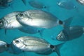 Saddle seabream in the Lanzarote (SUBMARINE SAFARIS SL) Royalty Free Stock Photo