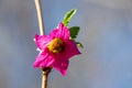 A picture of a salmon berry flowering in springtime.