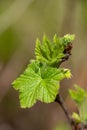 A picture of a salmon berry plant beginning to sprout leaves.