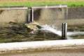 A picture of salmon swimming across the divider.