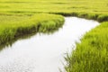 Salt marsh at Shem Creek in Mount Pleasant South Carolina