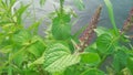 A picture of salvia verticilata, flowering sage near river Royalty Free Stock Photo