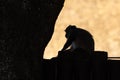 Samango monkey portrayed during a safari in the Hluhluwe - imfolozi National Park in South africa