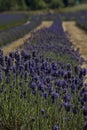 Picture of the San Juan Island Lavender fields