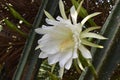 Picture of a San Pedro cactus flower. Around mid-summer, this cacti plant produces white flowers, together with a few edible fruit Royalty Free Stock Photo