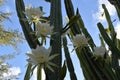 Picture of a San Pedro cactus white flowers, a massive cactus that can reach up to six metres tall.