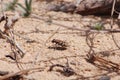 Picture of a sand bug CICINDELA HYBRIDA