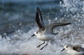 Sanderling bird in fligt over waves Royalty Free Stock Photo