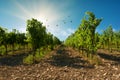 A sangiovese vineyard with blue sky background with birds in Valconca, Emilia Romagna, Italy Royalty Free Stock Photo