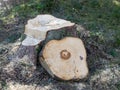 Picture with sawn spruce, round pieces of wood in the ground