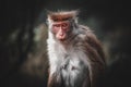 Toned picture of scary monkey with red eyes watching in the camera