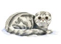 Scottish Fold cat