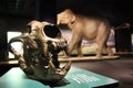 Sculptures of mammoths and elephants