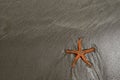 Sea star on a beach Royalty Free Stock Photo