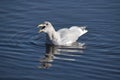 A picture of a seagull calling in the lake. Burnaby BC