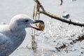 A picture of a seagull eating the shellfish.