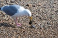 A picture of a seagull eating the shellfish.