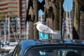 A picture of a seagull resting on the car roof.