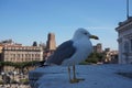 Seagull in Rome city