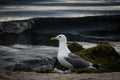 A picture of Seagull standing at the beach of the sea