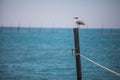 Seagull standing on a pole Royalty Free Stock Photo