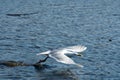 A picture of a seagull taking off.