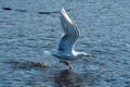 A picture of a seagull taking off.