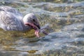 A picture of a seagull trying to eat the starfish.