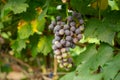 Picture of semi-ripe beauty seedles grapes in the wineyard