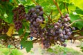 Picture of semi-ripe beauty seedles grapes in the wineyard Royalty Free Stock Photo