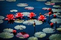 Picture a serene scene where vibrant red lotus water lilies bloom gracefully on the water\'s surface
