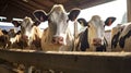 Cows in a bright stall on a dairy farm.