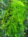 The picture of Shatavari plant or Asparagus racemosus