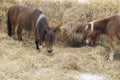 Picture Shetland ponies have small heads. The eyes are wide apart. The ears are small. The body is stocky. Royalty Free Stock Photo