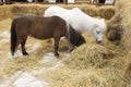 Picture Shetland ponies have small heads. The eyes are wide apart. The ears are small. The body is stocky. Royalty Free Stock Photo