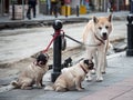 Three dogs, pure breeds, a shiba inu, also known as doge, and two pugs, standing collared in a street.