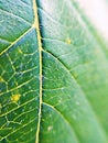 A Beautiful Leaf Textures Looks Like A Carpet of the Natre