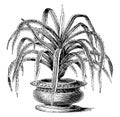 Pandanus, candelabrum, Variegatus, screw, pine, shrub, flower, leaves vintage illustration