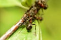 An ant on a tree branch covered with aphids. Royalty Free Stock Photo