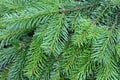 Background with Nordmann fir branches Royalty Free Stock Photo