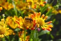 Bee on a beautiful coneflower