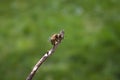 Bee on a little branch